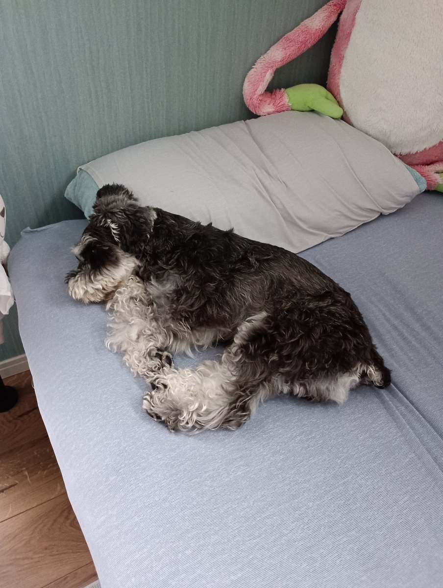 syokoPPP's tweet photo. 飼い主の背中合わせでちゃっかり枕を使ってたｲｯﾇ https://t.co/3lFIL3NA1P