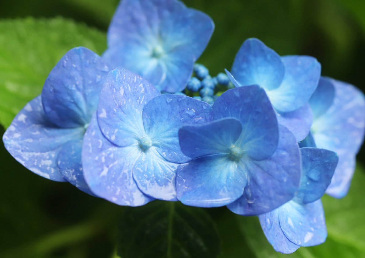 hiroshisj's tweet photo. 雨の中の紫陽花たち。紫陽花の英語名「ハイドランジア」は、「水の器」という意味だそうですが、確かにそんな感じがします🙂 https://t.co/6s8c9BnBWo