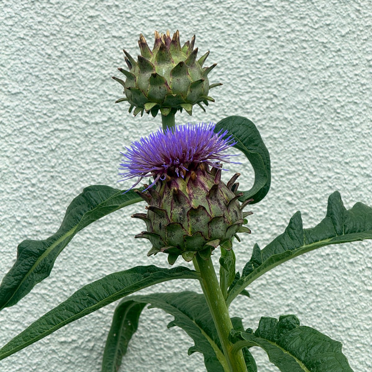 yuukr3's tweet photo. 秋に植え付けたカルドン（アザミの一種）。
長いこと蕾のままの姿で開花を今か今かと心待ちにしていたが、咲くときは一気にほわっと咲くのだな…。曇天の下では尚更鮮やかに見える。 https://t.co/BLdNBl7L6t