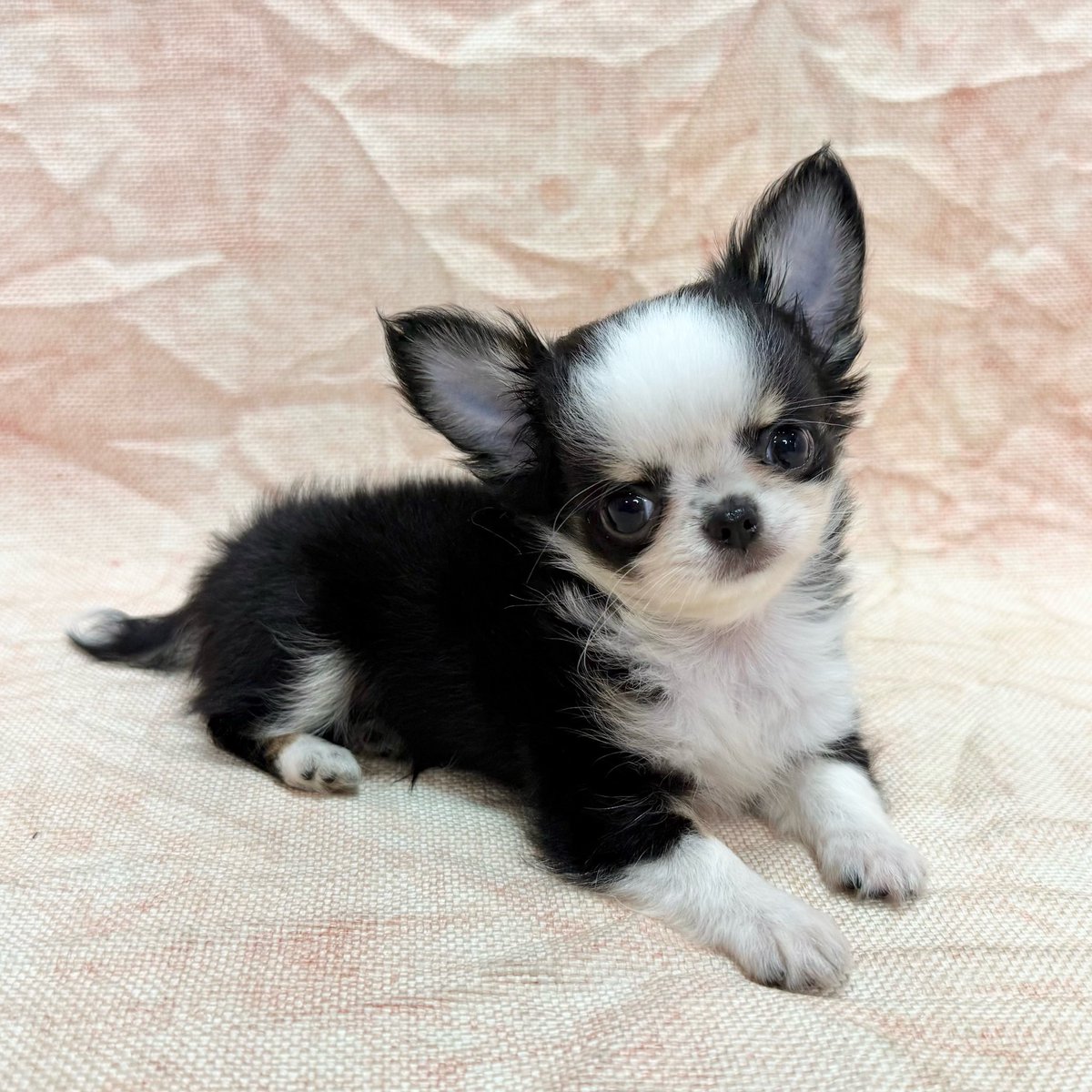 チワワ⑤ 🆕 #ZOO 仲間入り🐶 #ロングコートチワワ チワワきょうだいが仲間入り