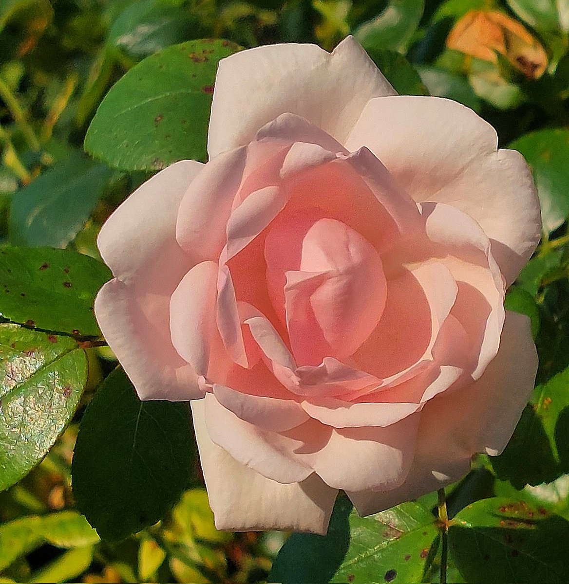 HettieZurMuhlen's tweet photo. Goedemorgen! En ze bloeit maar door, met 100en rozen. Stekjes van mijn moeder staan door heel Nederland en erbuiten, lief en vrolijk😀 Teer en sterk, net als zij was❣️ #mijntuin #bloemen #roos #bloemenzee #Teer #sterk https://t.co/fWH3wujYhz