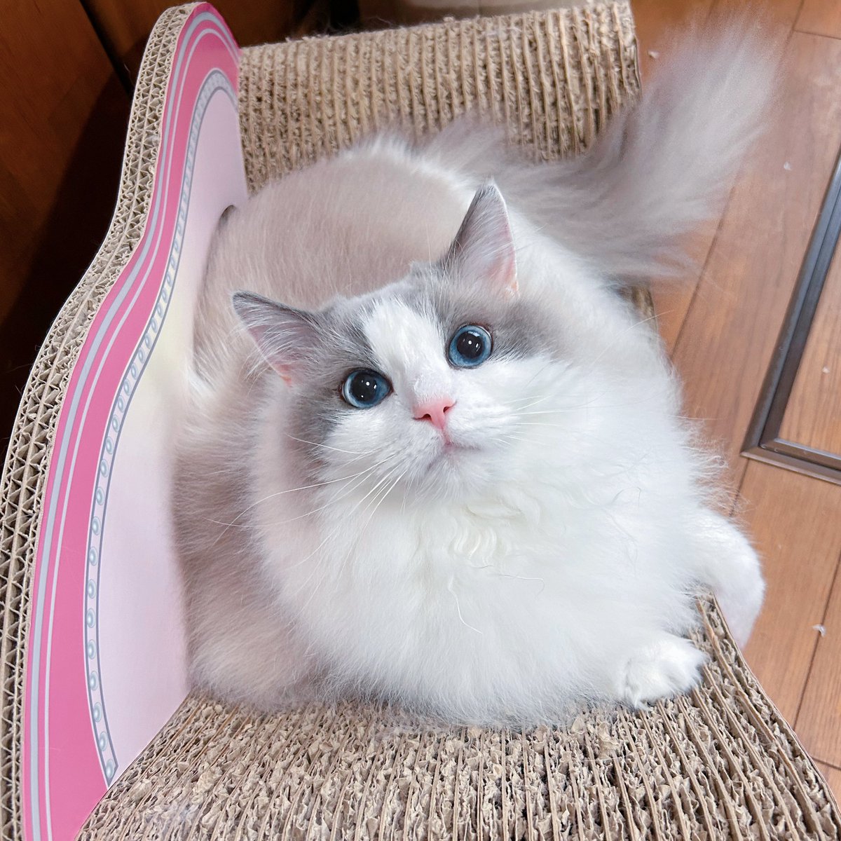 ましろ🐱 tweet media
