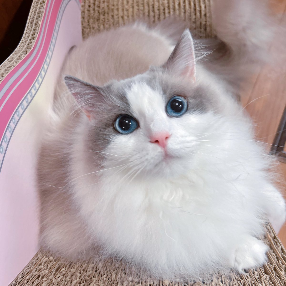 ましろ🐱 tweet media