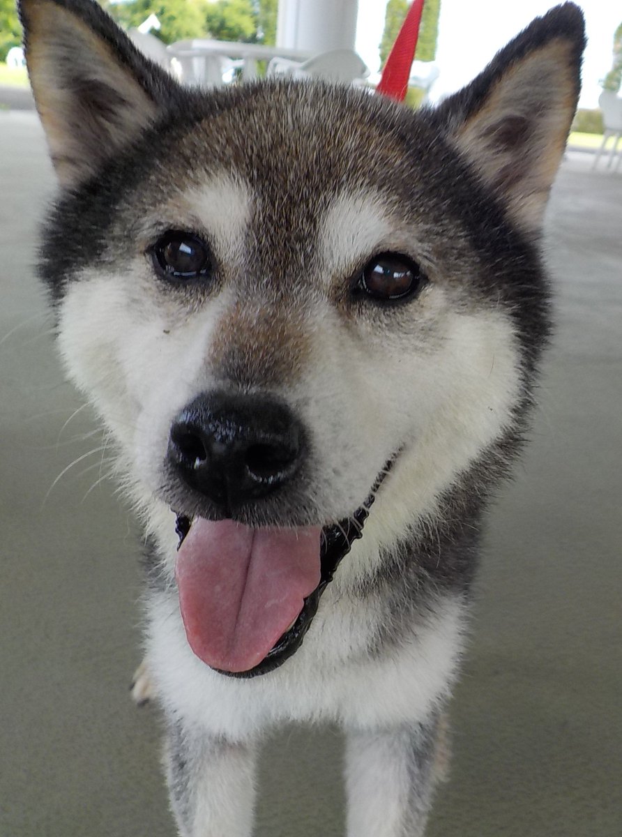 tochigi_d_a_s_c's tweet photo. 【譲渡動物情報】
センターでは子犬の譲渡のほかに、成犬の譲渡も行っています🐶
現在飼い主募集中の成犬１頭をドッグルームにて展示しています。譲渡をご希望の方は、センターまでお電話をお願いします。
犬の詳細、譲渡の流れについてはホームページをご確認ください。 https://t.co/9HhhEHXJK5 https://t.co/u4PrhQVLit