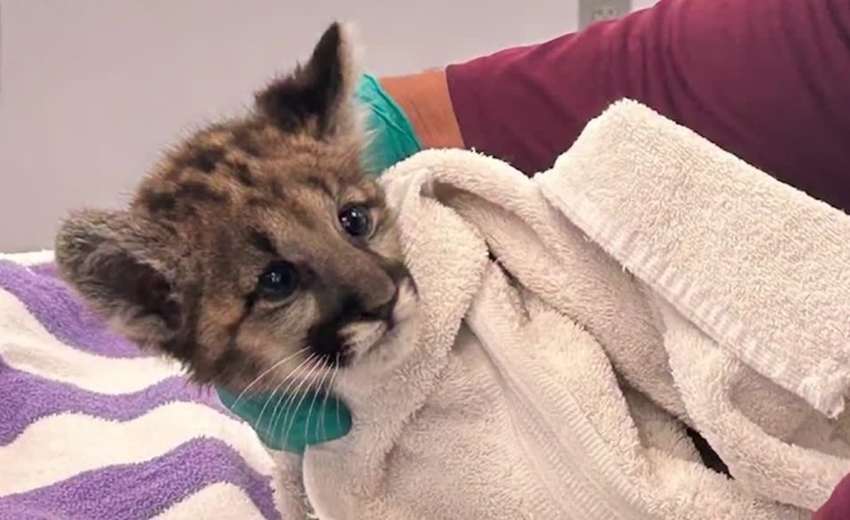 Local12's tweet photo. A panther kitten was abandoned by her mother and became malnourished and sick. Thanks to the compassion and care of conservationists, she made a full recovery.

READ MORE: https://t.co/orj0uj6kCk https://t.co/Q5OnpMvC8Y