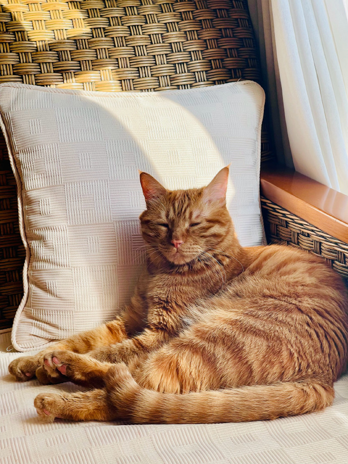 shuuuuuuuuuunko's tweet photo. Nothing beats the quiet joy of curling up with your furry best friend after a long day. ， https://t.co/se8jxDCsuW