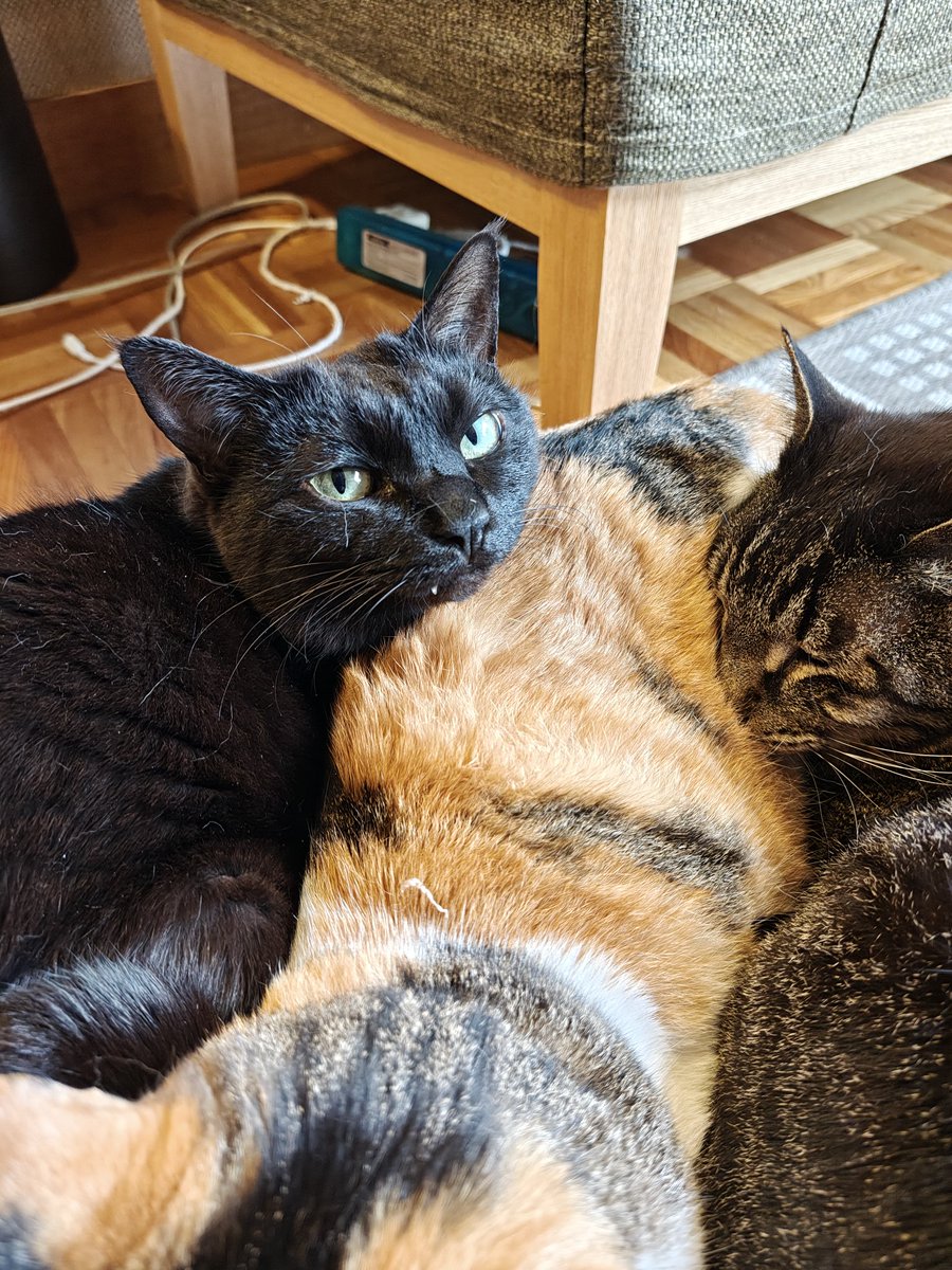 lifewithcats28's tweet photo. 川の字
#猫
#ねこ好きさんと繋がりたい 
#猫のいる暮らし https://t.co/6TwsSvxUfG