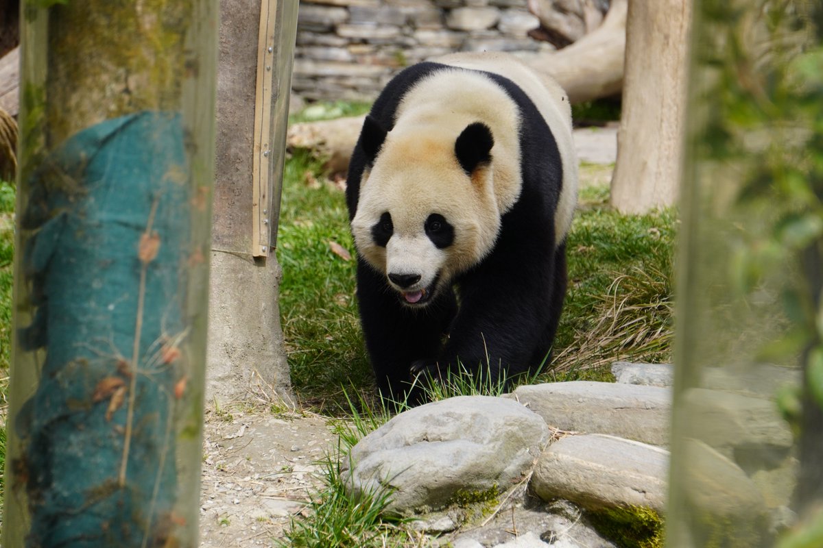 mypandatours's tweet photo. We’re so excited to visit Bei Bei, Tai Shan, XQJ, Fu Bao, and CTJ this weekend.  Don’t miss it!
PS: The tour will be on FRIDAY 6/26 eastern US time. 
https://t.co/s8H9BN8QRr
"TOUR #204•Wolong Panda Base• Friday 26 June 9:30PM (Times in EDT)” https://t.co/mYCscvaRGl