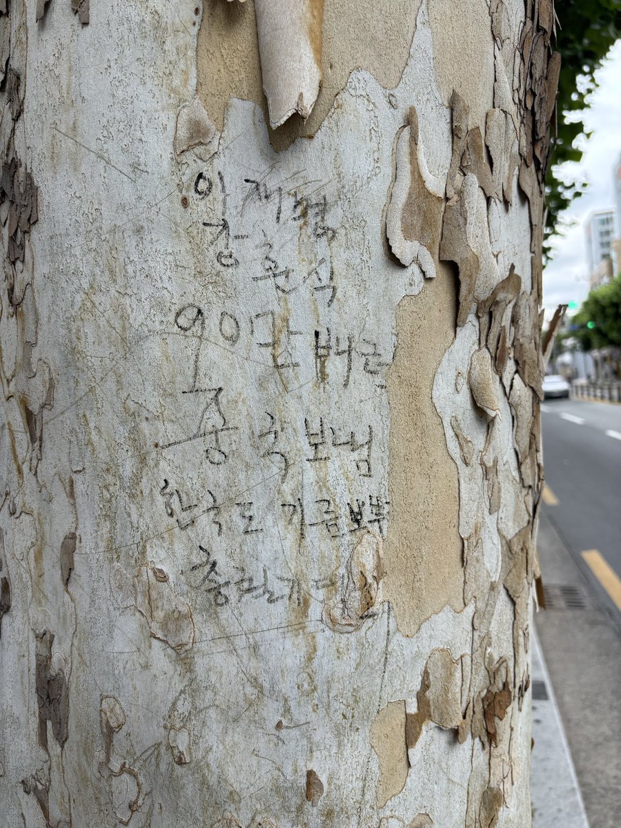DrMiRaPark's tweet photo. #Daegu on a tree on the street, it is written that #ChinaLee &amp; #HoonSikKang sent #900Gbarrel oil to the CCP.
We need to rise!

What an impressive!
Daegu is alive!

#EndCCP together!
#WeGoTogether!
#천멸중공
#天滅中共 https://t.co/RpEEFfY7yB