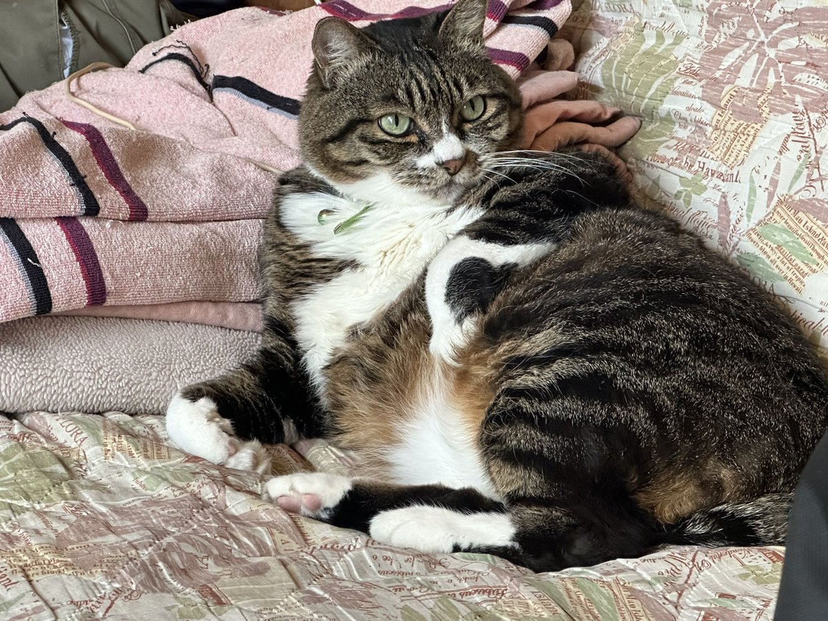sukumu's tweet photo. 妹が拾ってきた日が私の誕生日だったので、同じ誕生日扱いなうちの猫様
そんなわけでたわすくんも今日が誕生日です。 https://t.co/NHGs1U5QMK
