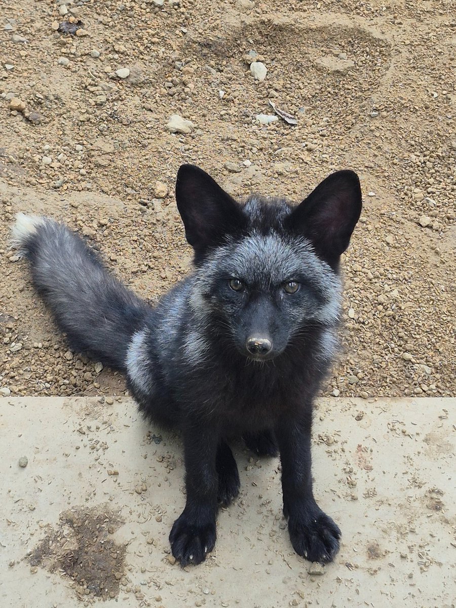 宮城蔵王キツネ村(公式)🦊 (@kon_fox_village) / Posts / X