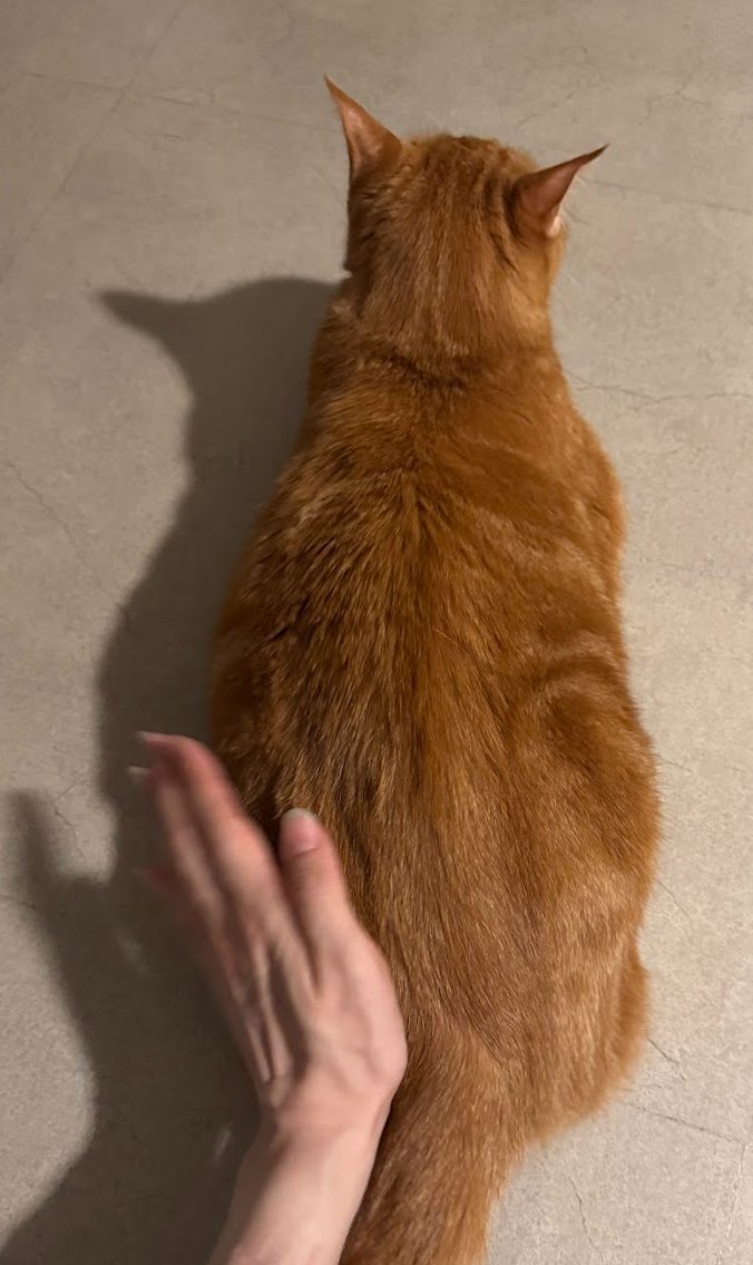 confit_theCAT's tweet photo. 귀가뷰
엉덩이 다듬이질하면서 예쁘다 착하다 백만번 칭찬해 드려야 함 https://t.co/SddMgWxfvN