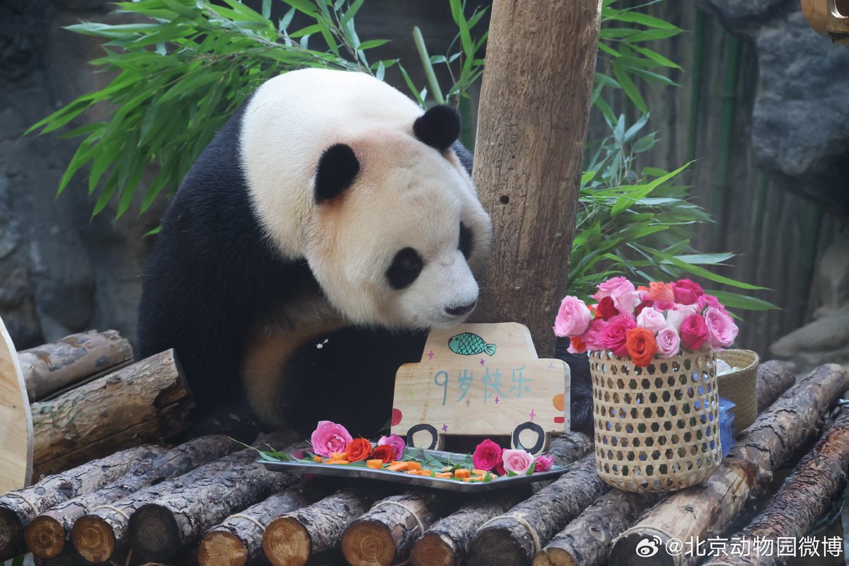 likingpanda's tweet photo. Today is Fuxing's 9th birthday at Beijing Zoo 🎂🥳
🌿Nickname: Pang Dahai
🌿Dad: Lulu (Fubao's grandpa and Aibao's dad)
🌿Mom: Yinghua, sister of You You (Fubao's great-grandma), Xiannu (Xiang Xiang's mom), Meng Meng (Menglan's mom), and Yang Yang (Fufeng's mom)
#fuxing https://t.co/xYaMbeicho