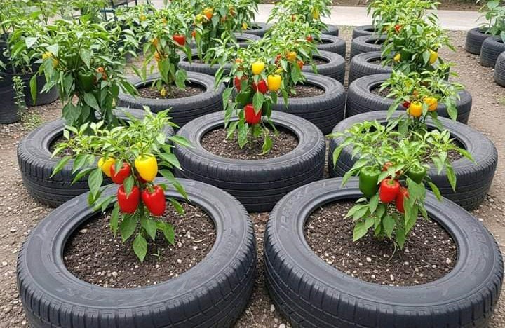 Agrofresh012's tweet photo. Black paper https://t.co/h72bbzoiLY