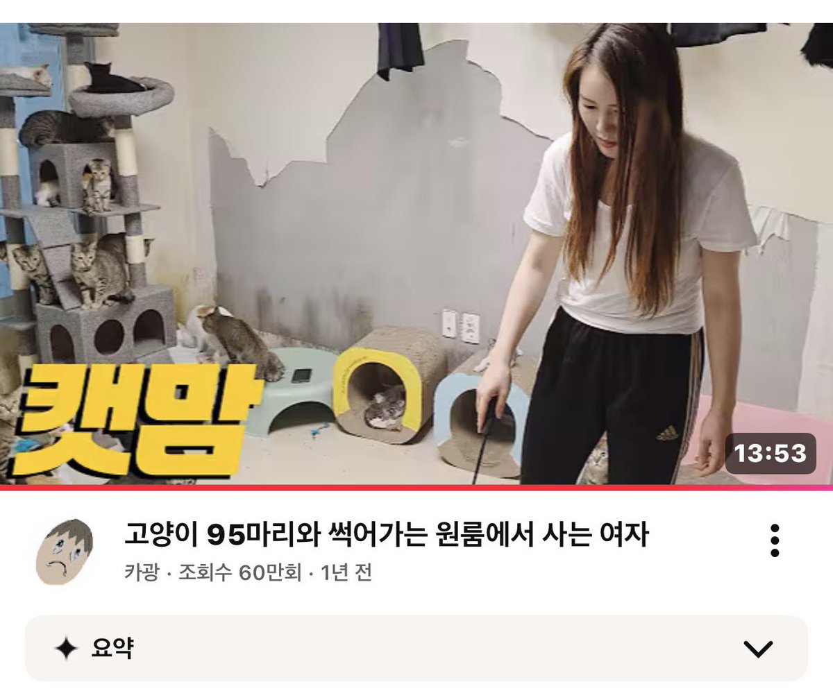13ongof's tweet photo. 헐 영등포면 이사람 아냐?… 
원룸에서 고양이 95마리 키우던 사람;; https://t.co/GI5rgtROM2