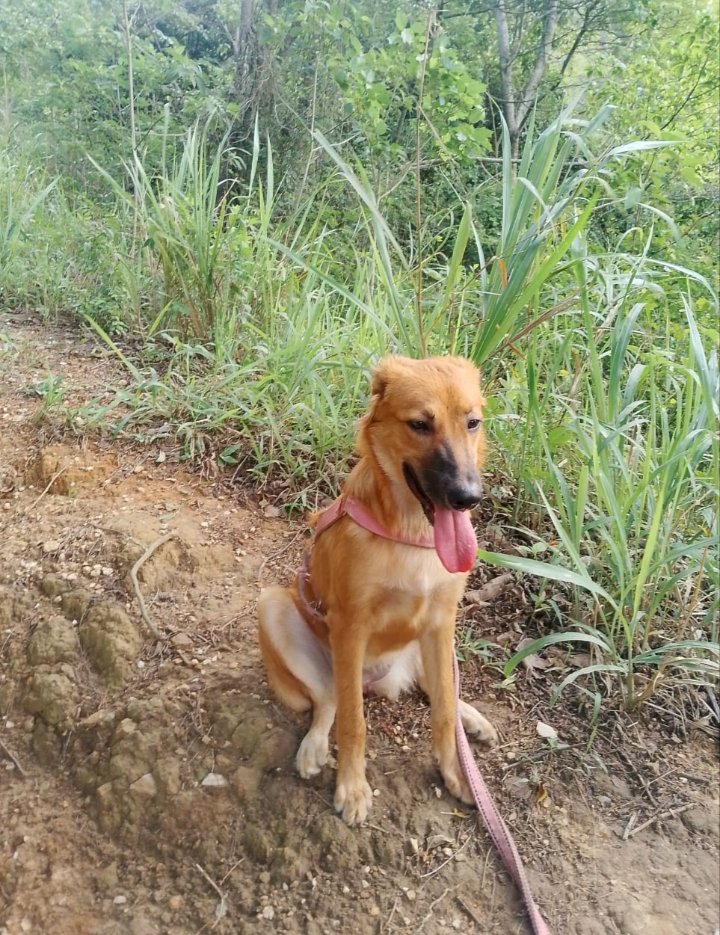 perez_davi42064's tweet photo. NUESTRO AMOR Y DEVOCIÓN ES TAMBIÉN POR LAS MASCOTAS, Y TODA LA FAUNA VENEZOLANA.

EL BELLO CAN QUE VEN AQUÍ SE LES PERDIÓ A LOS DUEÑOS DURANTE ÉL TEMBLOR. 
ES DE LA RAVEL EL VALLE SE AGRADECE INFORMACIÓN Y POR FAVOR TRATARLO CON AMOR PORQUE ES UN PERRO DOMESTICADO.

Mr.EMI https://t.co/JsbeoVwVjR