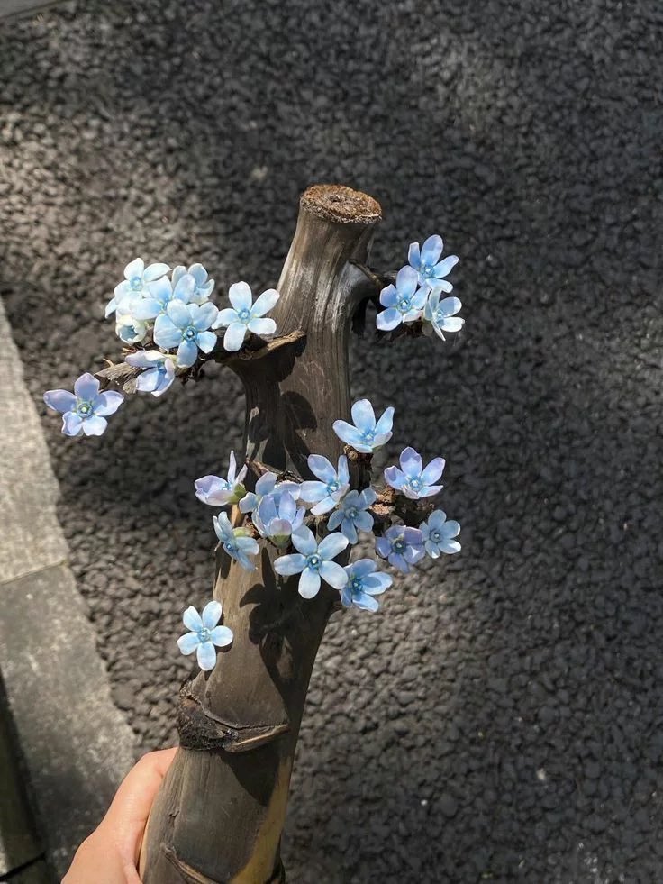 bloomele_'s tweet photo. for get me not https://t.co/XpIbetrX8u