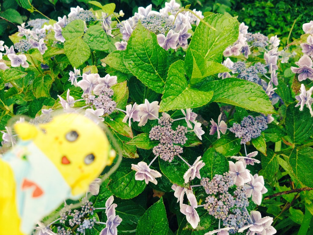 nanssyi's tweet photo. @funassyi ふなちゃん
こんなっしー😆
私もお庭の紫陽花撮ってきたなっしー！ https://t.co/VBFDTHHeCI