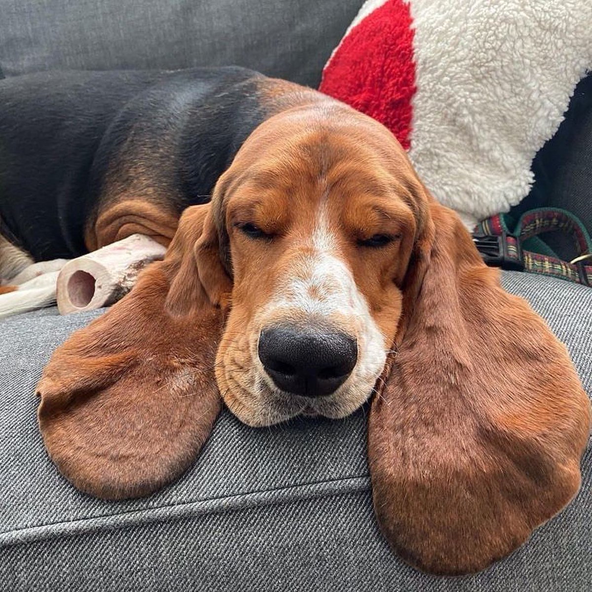 CarlosMerritte's tweet photo. Sleeping Beauty
#BassetFunTimes #CuteBasset #BassetWalks #Basset #BassetFriendsForever #BassetHoundLoverUSA https://t.co/cZDtvW5mIG