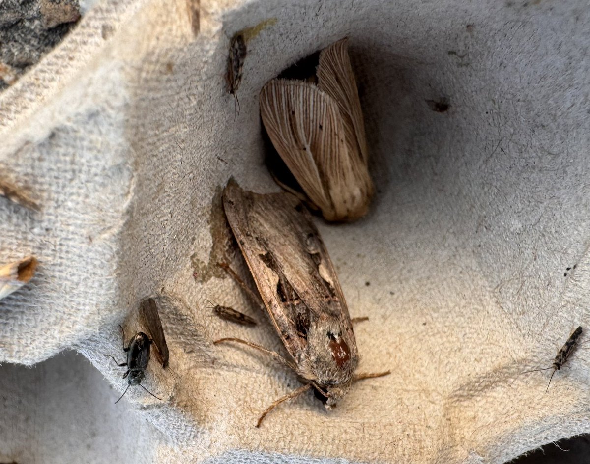 harrysfarm's tweet photo. Maar liefst 47 nachtvlinders en heel veel insecten in de emmers vanochtend 
.  #bimag https://t.co/IExB0DAoVU