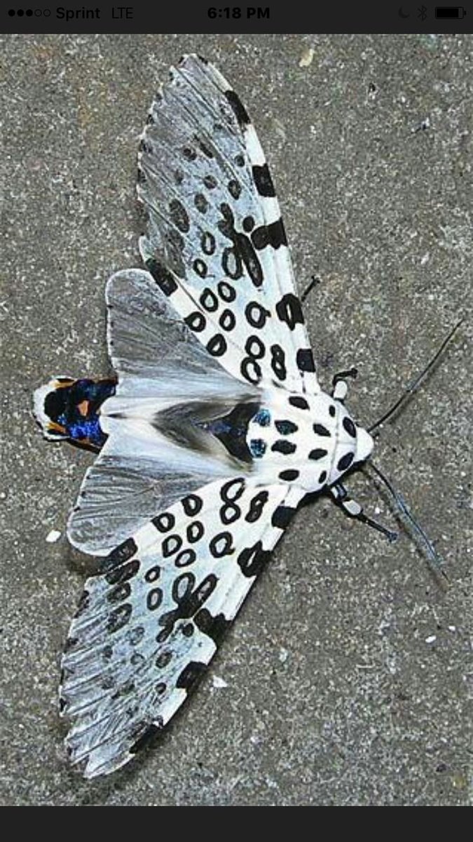 butterfly5World's tweet photo. "Dressed in midnight spots and stardust. 🖤✨" https://t.co/PIgEB3tbXd