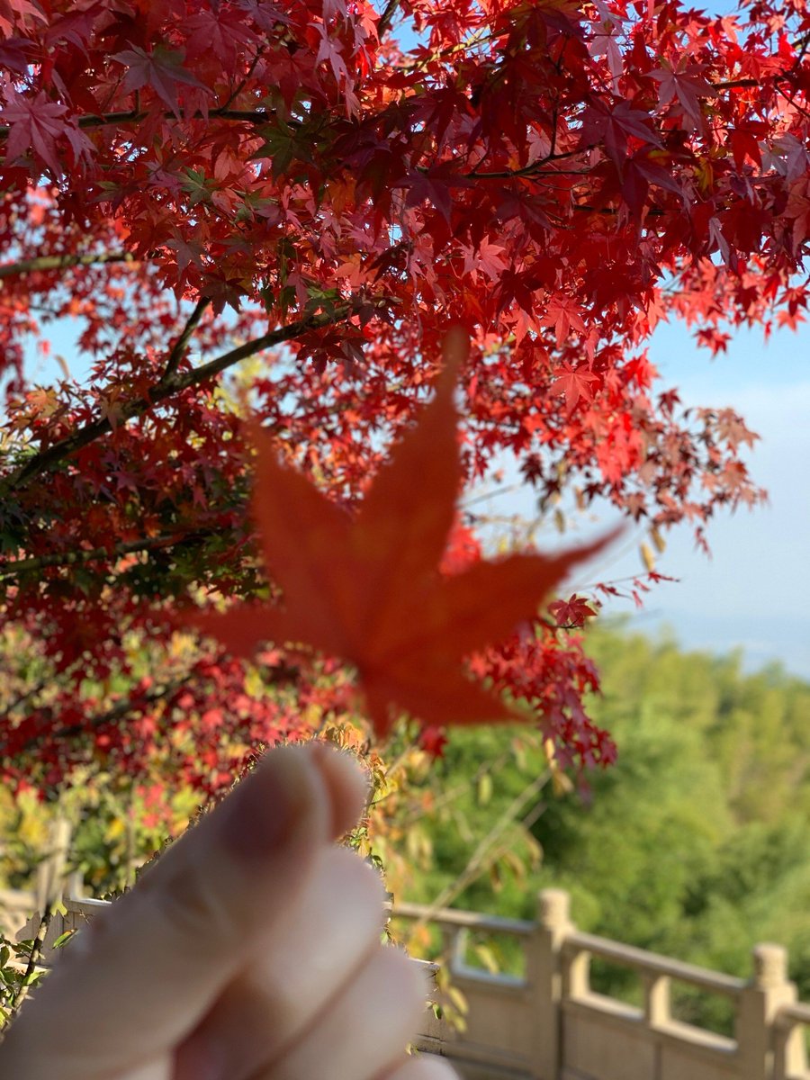 Fortguard's tweet photo. Just left the park and the sweet smell of falling maple leaves is pure autumn vibes ， https://t.co/7paPyFhL6t
