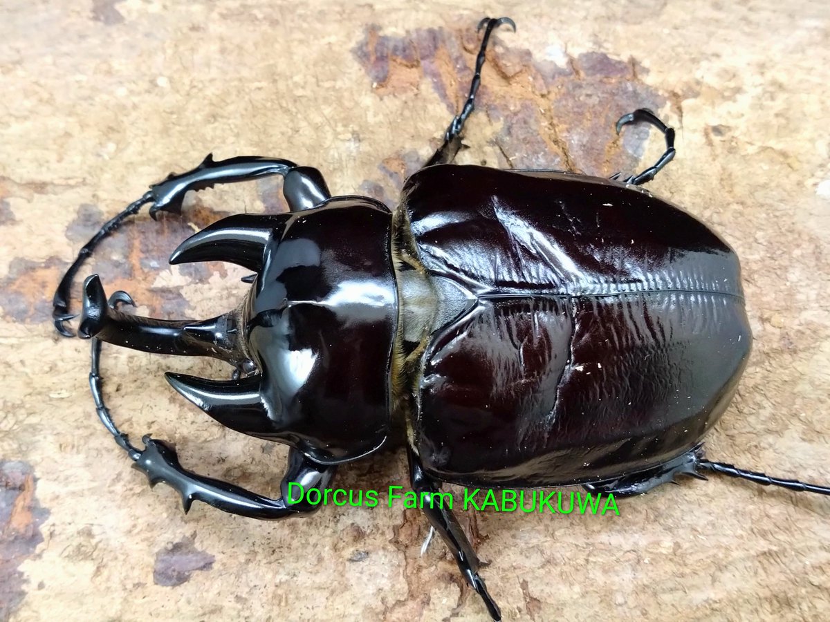 天然からのF3 ボリビア産ヤヌスゾウカブトssp 106mm 太い！！