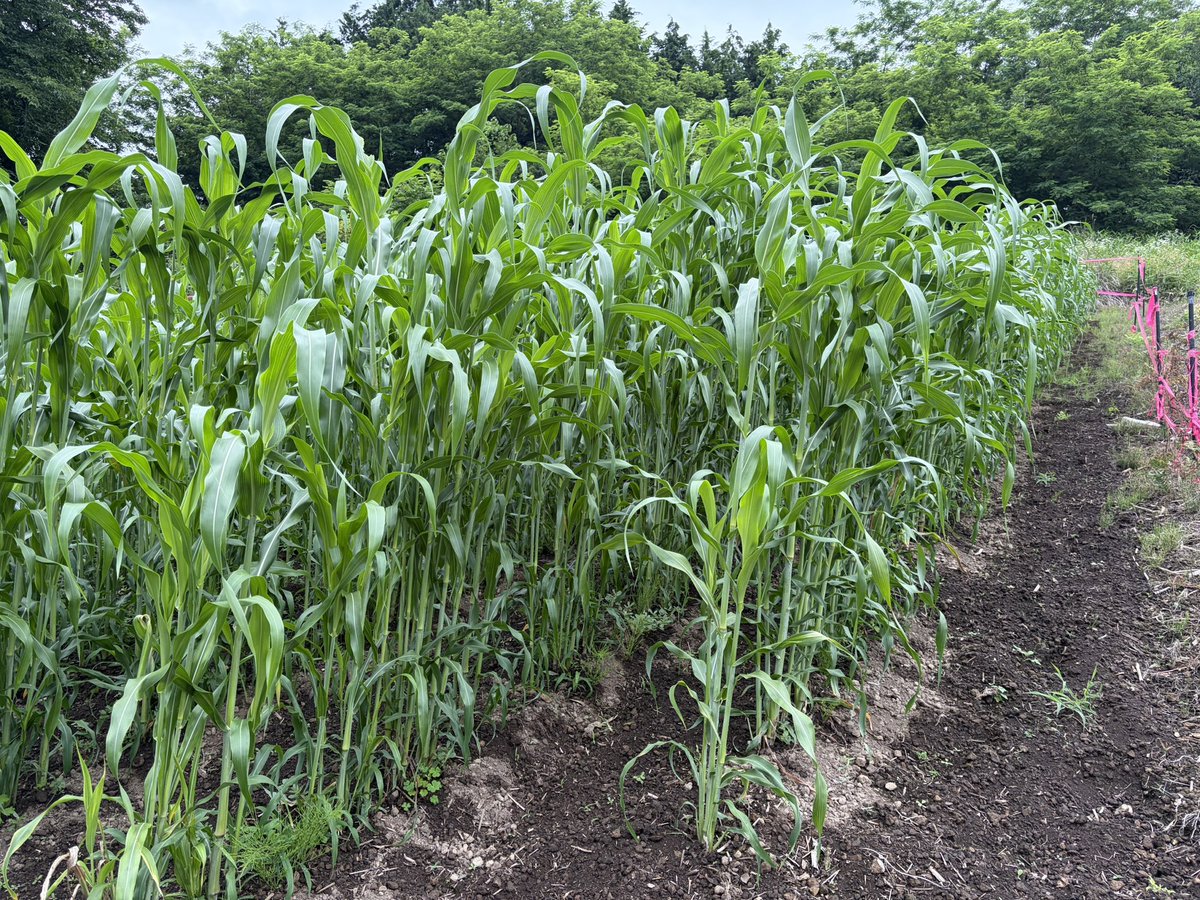 Tchokki's tweet photo. チョッキGT5000です！ホウキモロコシ途中経過🌱
←4月15日種まき
　　　　　　　5月26日種まき→ https://t.co/EUxHMauYwp