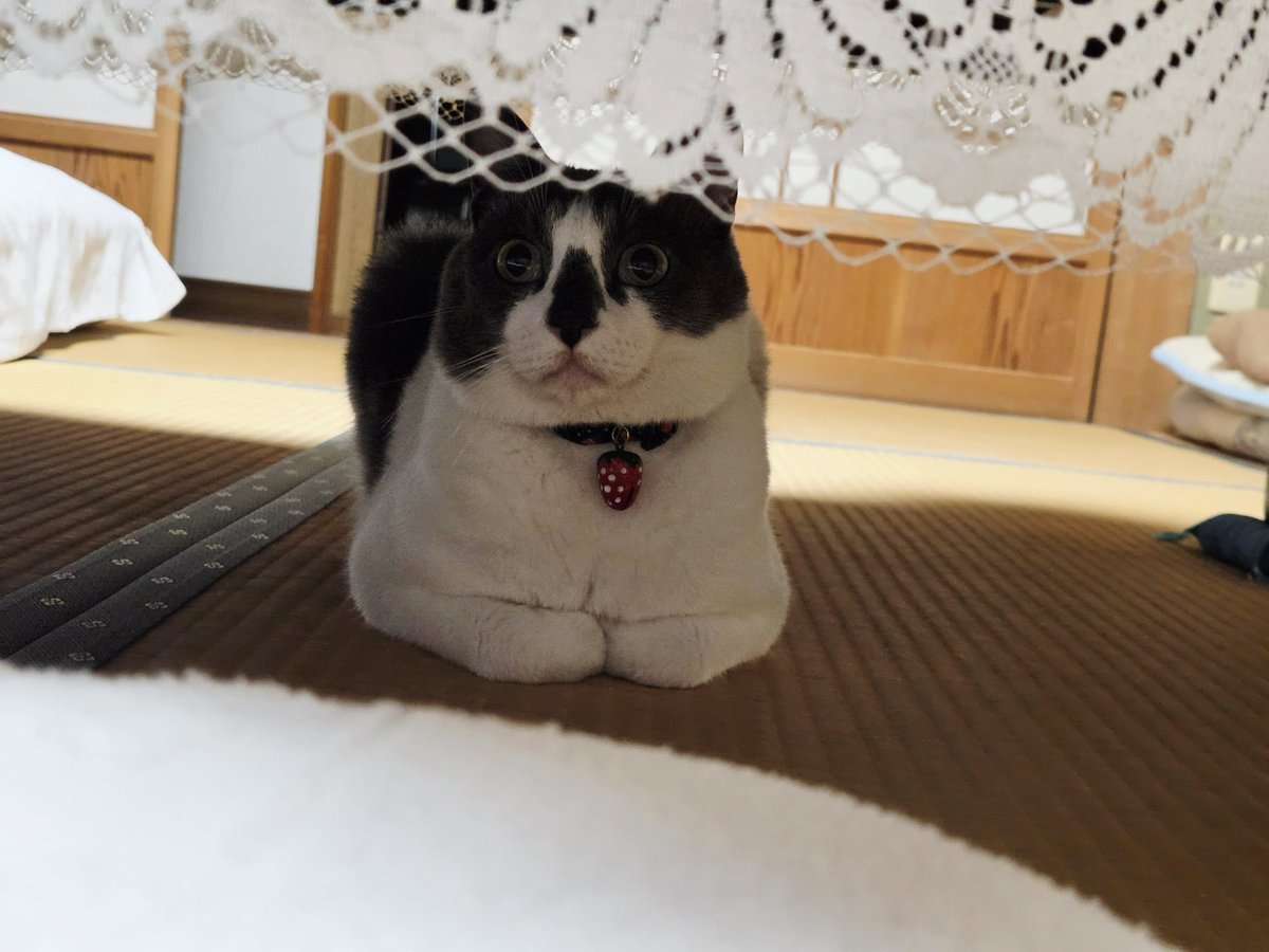 shaining_pom05's tweet photo. 知り合いんちの猫 https://t.co/Staw1K0nVP