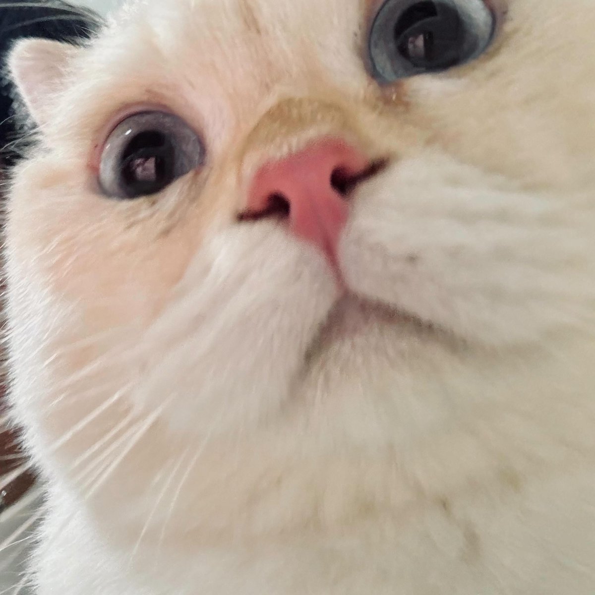 peachchhh's tweet photo. นี่เธอชื่ออะไรอ่ะ                   เราไม่ชอบแมวเพี้ยน https://t.co/fOarb9Dt7M