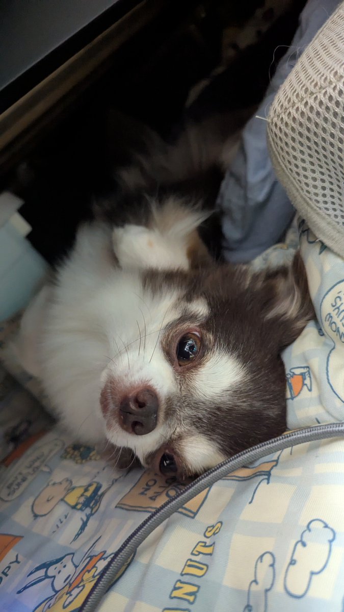 OkomeSora's tweet photo. #犬のいる暮らし #犬 #チワワ https://t.co/o3j4t4fgfj