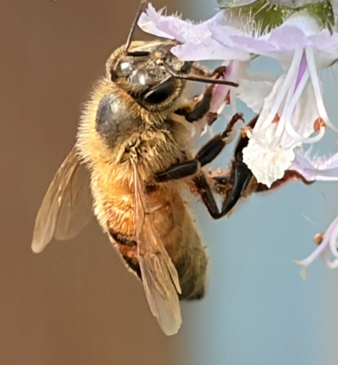 fromyardtotable's tweet photo. Buzz buzz . The honey from this bee should taste like perennial basil https://t.co/3UJu7B62zY