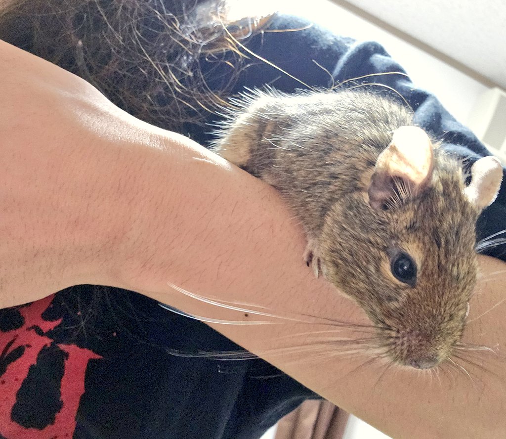 pirpirpuipui's tweet photo. 小さめに育ったるるさん
お腹が白強めなのはお父さんのがんすけがブルーだったからだろうか https://t.co/Kjbb1qvOi9