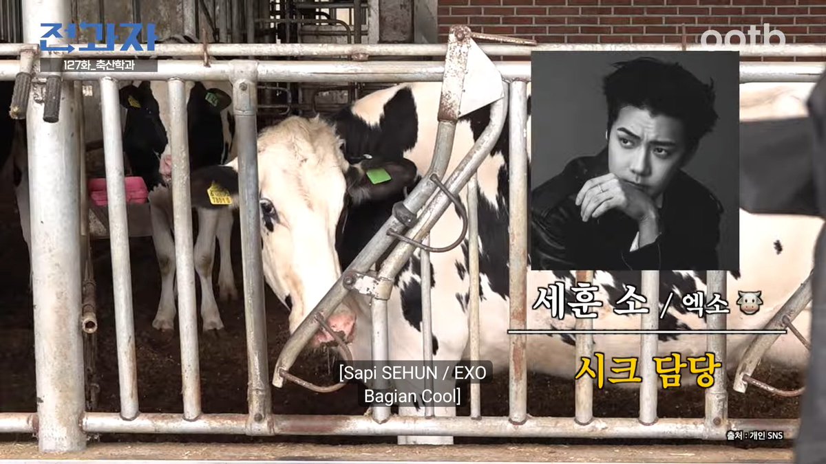 cupiteri's tweet photo. sapi bukan sembarang sapi, ini member exo loh😌 https://t.co/3dYK3cHyi4