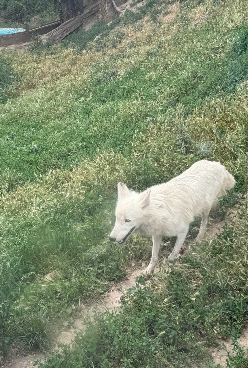 koppunmaak's tweet photo. アルマトイの動物園、なんか楽しい😆 https://t.co/S9CBlETI8U