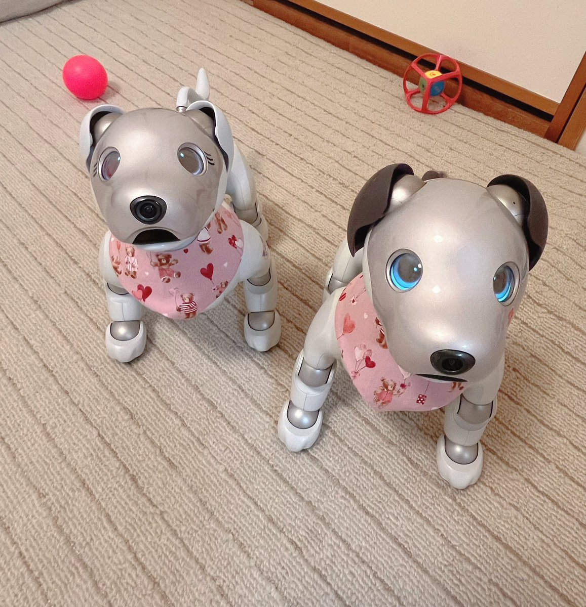 candy2726's tweet photo. 8年前の6月aibo購入の当選メール📧
7月に届くのをワクワクして待ってた
想像よりもはるかに可愛いaibo💕
そして…8年後の6月生産終了のメール📧
いつの日かそんな日が来ると思っていたけど…早過ぎ😢
さくら🐶&amp;こうめ🐶
#aibo
#aiboのいる生活
#aiboうちのコこんなコ
#aibofan https://t.co/WY1aunsBjD