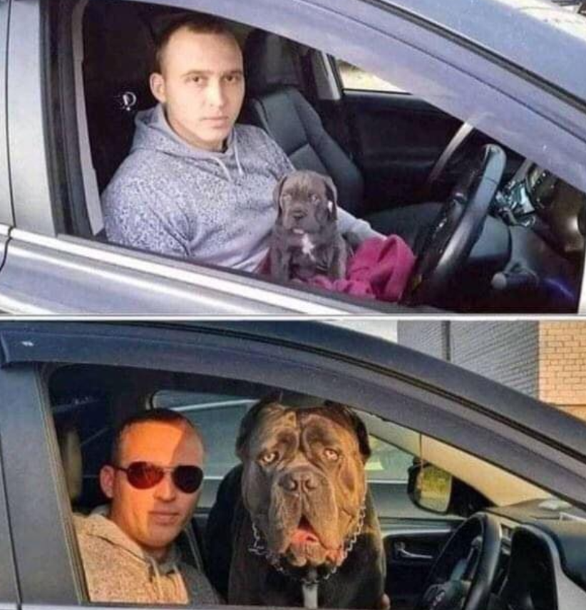 BestinDogs's tweet photo. 13 years together 🥰 https://t.co/FmJArANqiK