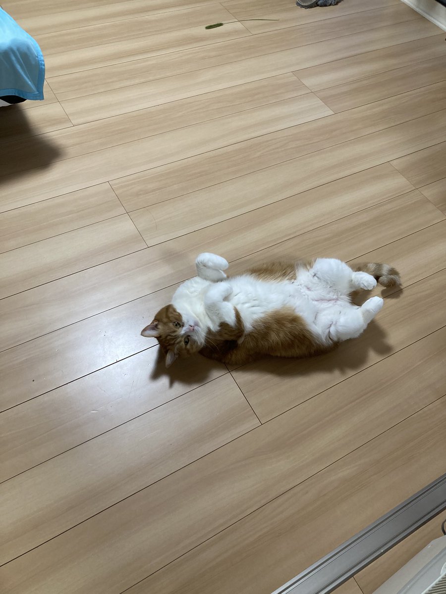 kudo0903's tweet photo. 携帯落としたらとうとうホームボタン壊れて使えんくなった:;(∩´﹏`∩);:
でも画面に黒丸の奴出したらホーム戻れるしなんとかなったまだ舞える！！！ https://t.co/nrogQu1DQq