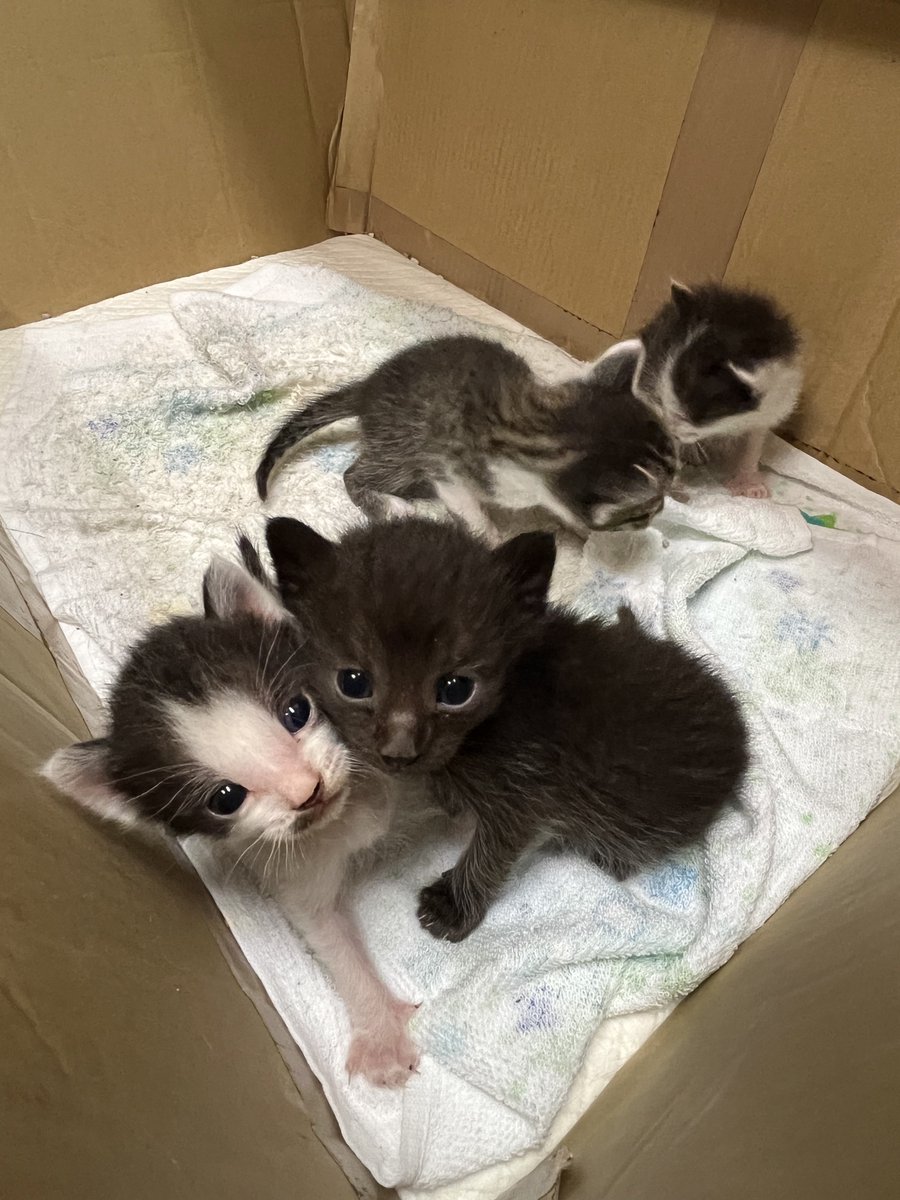 pasuiku0102's tweet photo. もうすぐ生後4週目になる子猫たち🐱

活発的に動いてるけど、ちゃんと歩けるようになるのはもう少し先かな？ https://t.co/B56yGCYV9P