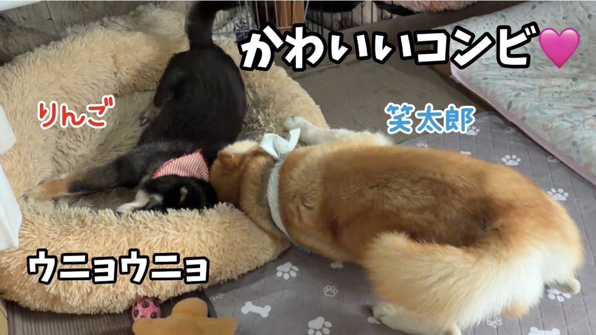 仲良し柴犬さん♡