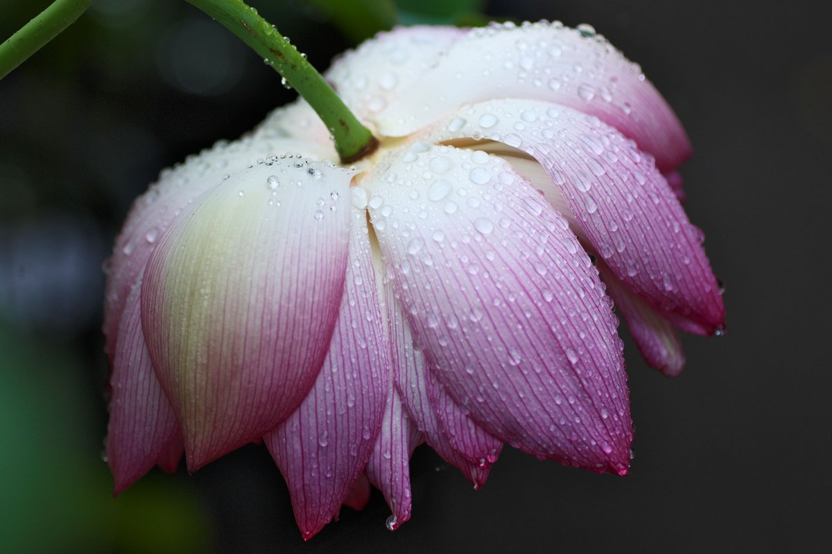 ellery's tweet photo. 横構図で。
雨に濡れた蓮の花。
双頭の蓮は本来1つしか咲かないところに無理に2つの花がついているので傷みやすいようなので、この雨でも弱ってしまうかもしれないですね。 https://t.co/votWaoMHQD
