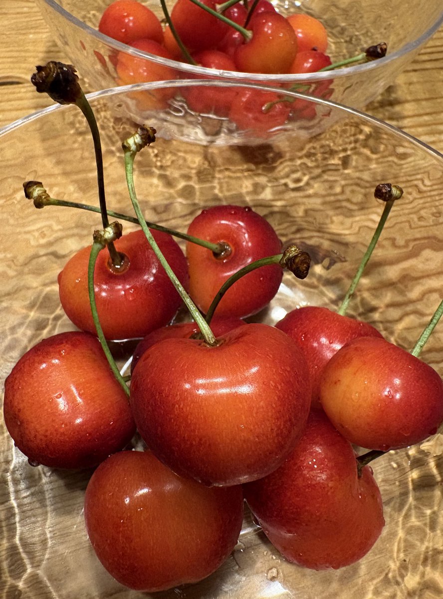 yell220's tweet photo. 今年もこの季節になった🍒
手前の紅王🍒遠近法であれだけど全部でかい😯
真ん中の大きいやつの右隣に置いた小さいのが普通のさくらんぼ🍒🍒😄 https://t.co/Vtemtkv9N8
