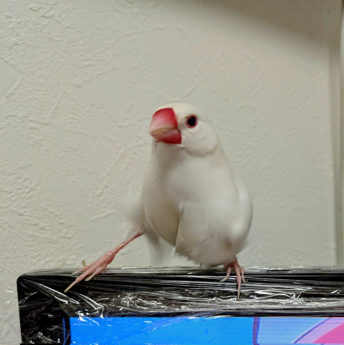 アサイマナト tweet media