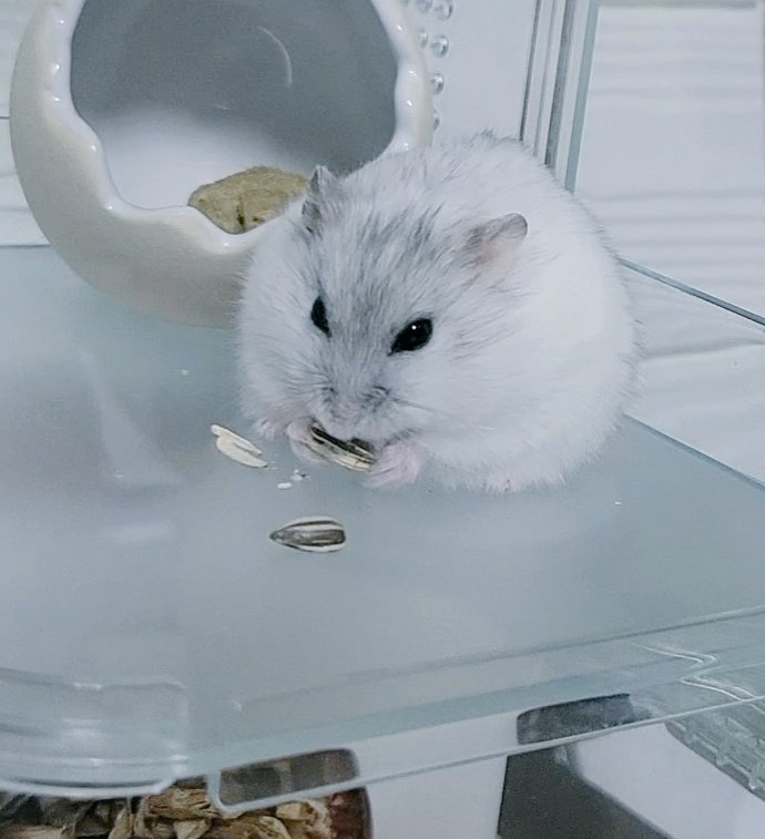 kapuritioo's tweet photo. 一心不乱🐹 https://t.co/NhJVZuOBhO
