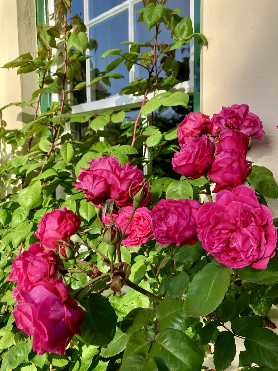 adair_mark's tweet photo. ‘If she could have her way, she said,
she would have liked to own a summer clock.
A gleaming, simple timepiece
to gather hours - not mark their passing…
capturing the sun-spun moments of light each day…’

Anne McMaster -  from The Summer Clock https://t.co/1fhc82E90S
