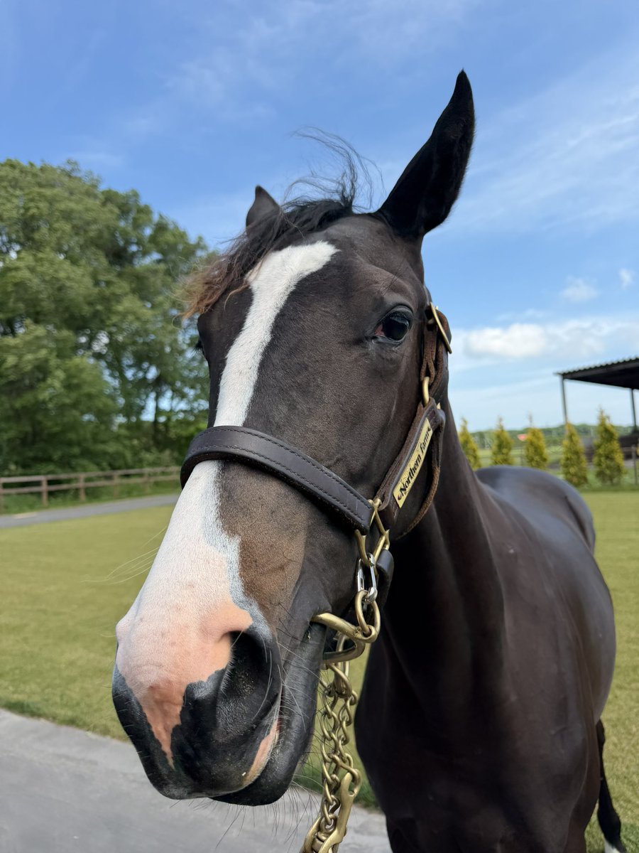 yosukei77's tweet photo. セレクトセール下見の合間に。

ノーザンファームに居る、1歳のリアライズくんたち🐎

レーヴドゥラプレリの25 父ゴールドシップ
レディスキッパーの25 父グレナディアガーズ
モヒニの25 父コントレイル
ポジティブマインドの25 父イクイノックス

#リアライズ
#セレクトセール 
#今福洋介 https://t.co/cQxwgMORow