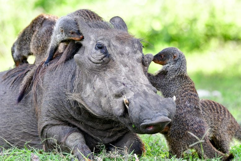 The Secret Language Behind Animal Cooperation Across Species Nature is ...