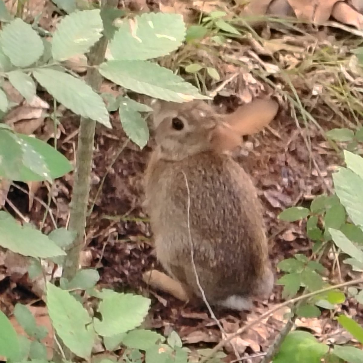 SpwinkleCvke's tweet photo. baby bunny 🥹❤️‍🩹❤️‍🩹 https://t.co/y6kz5GdPOX