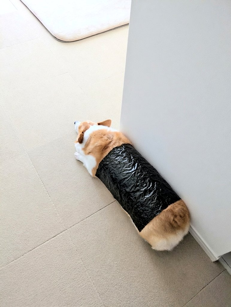 komachiaya_'s tweet photo. 煎餅みたいな犬が落ちていたから、
海苔を巻いたら品川巻きになった。 https://t.co/AzRd0knuVc