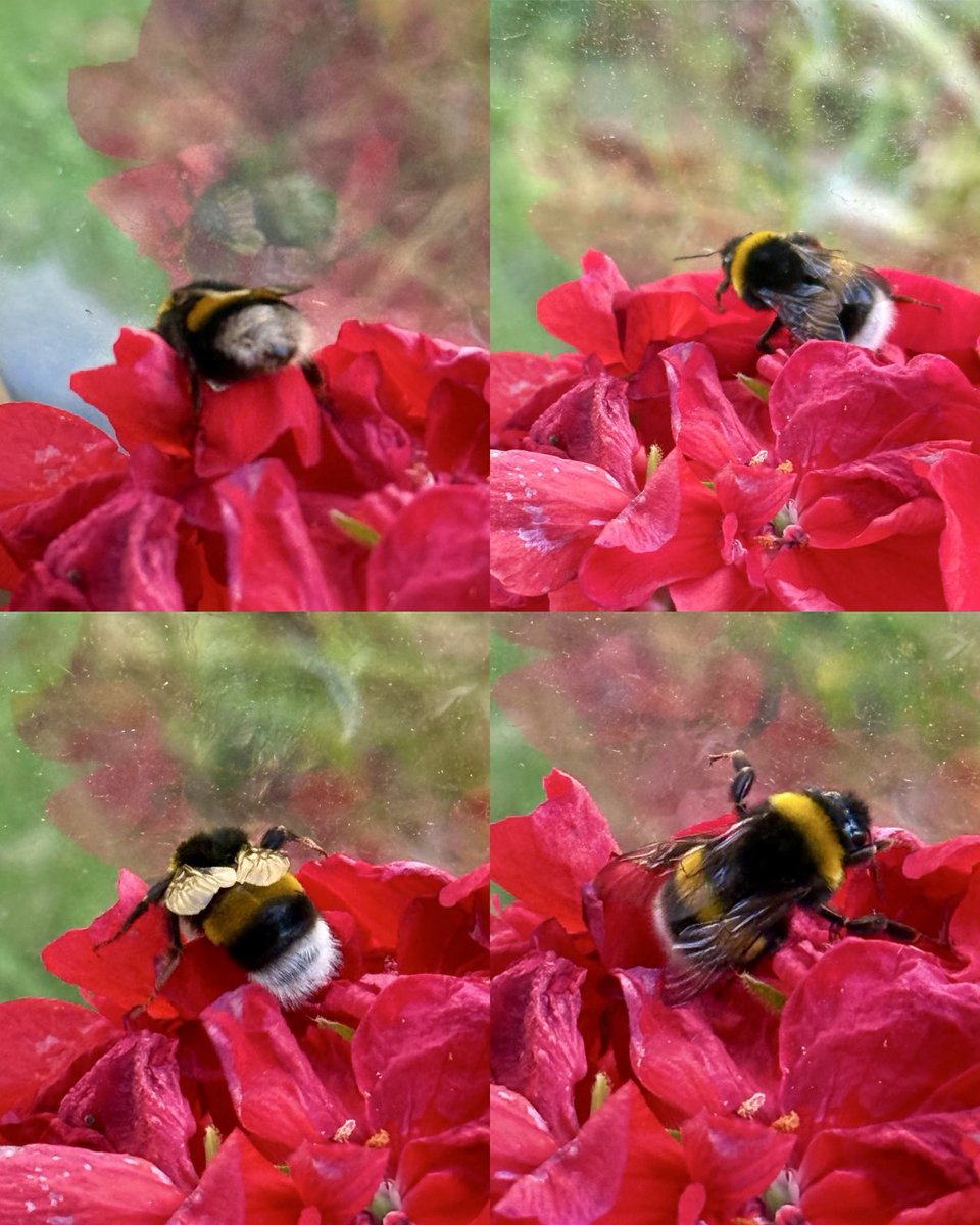 lilimarlon's tweet photo. Bazı dötlü, döbekli ve tüylü ikinci türden yakınlaşmalar.. 😍 🐝#bombus #bumblebee https://t.co/XXVTzQcpwO